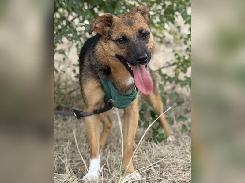 Liebe Ruby sucht eine neue Bleibe