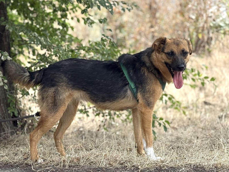 Liebe Ruby sucht eine neue Bleibe