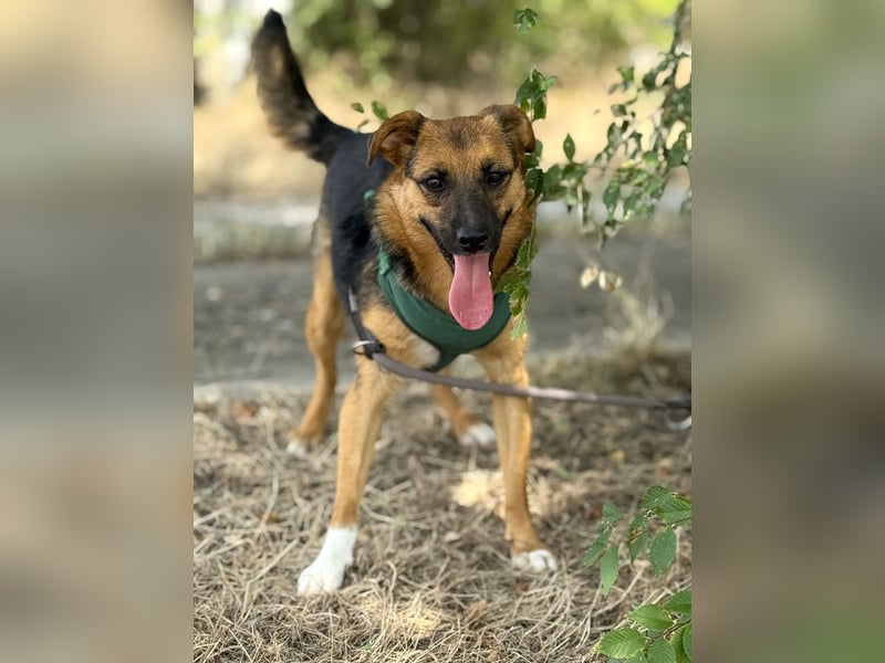 Liebe Ruby sucht eine neue Bleibe