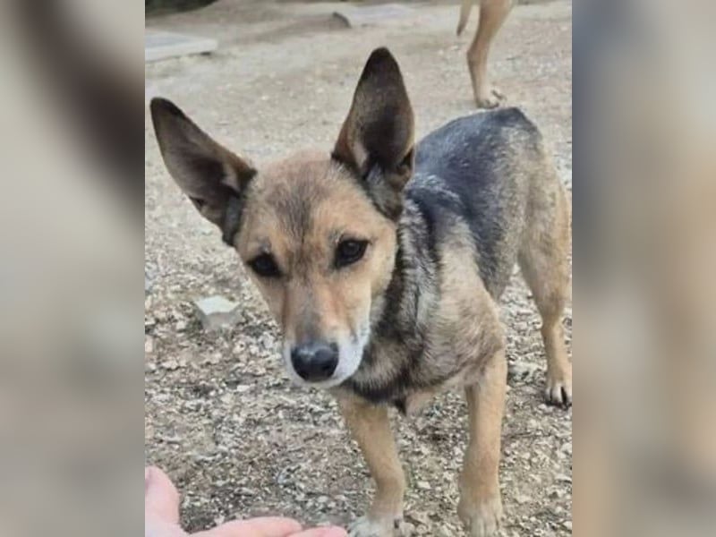 6 Jahre Warten – Leon sehnt sich nach einem warmen Zuhause!