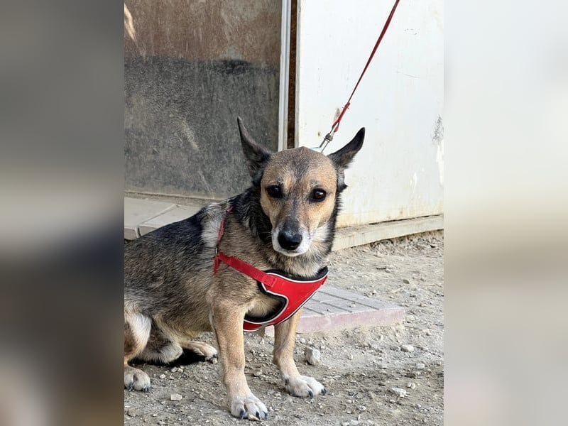 6 Jahre Warten – Leon sehnt sich nach einem warmen Zuhause!