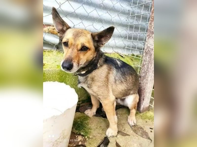 6 Jahre Warten – Leon sehnt sich nach einem warmen Zuhause!