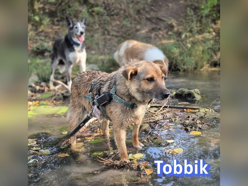 Tobbik, 05/21 - fröhliche Schmusebacke sucht Zuhause in 91413 Unternesselbach