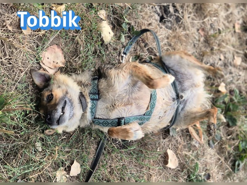 Tobbik, 05/21 - fröhliche Schmusebacke sucht Zuhause in 91413 Unternesselbach