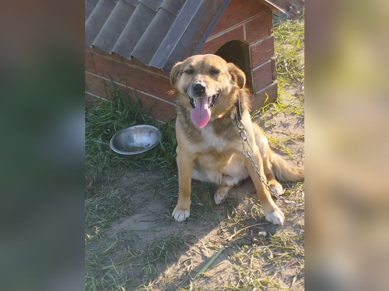 Tobbik, 05/21 - fröhliche Schmusebacke sucht Zuhause in 91413 Unternesselbach