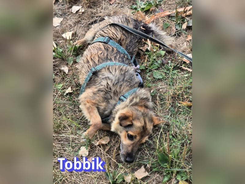 Tobbik, 05/21 - fröhliche Schmusebacke sucht Zuhause in 91413 Unternesselbach