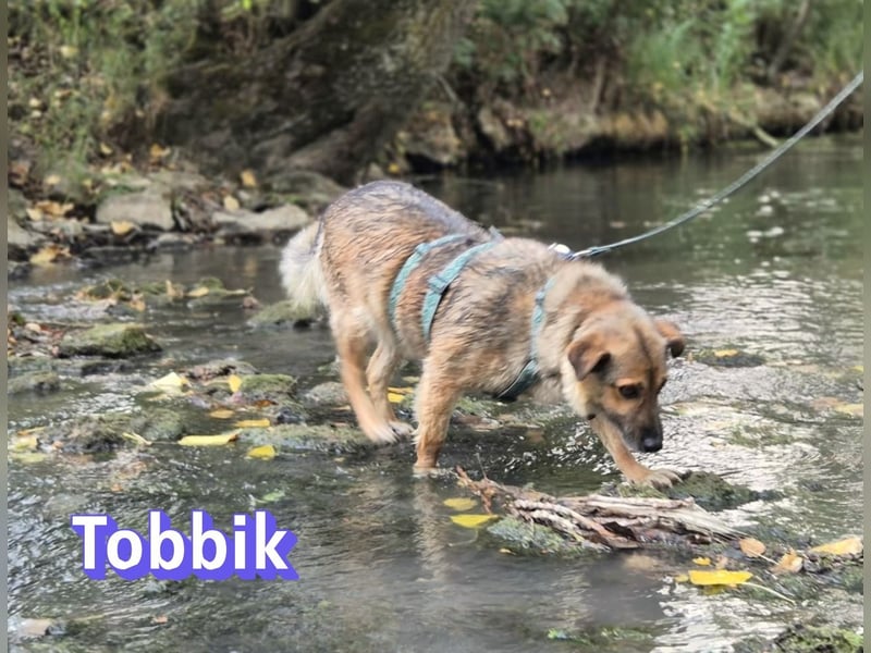 Tobbik, 05/21 - fröhliche Schmusebacke sucht Zuhause in 91413 Unternesselbach