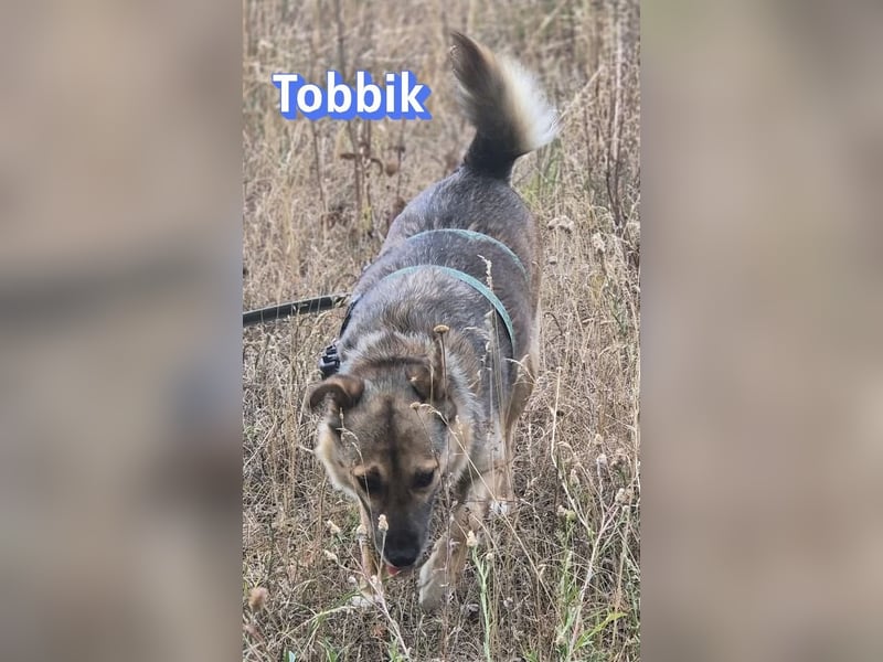 Tobbik, 05/21 - fröhliche Schmusebacke sucht Zuhause in 91413 Unternesselbach