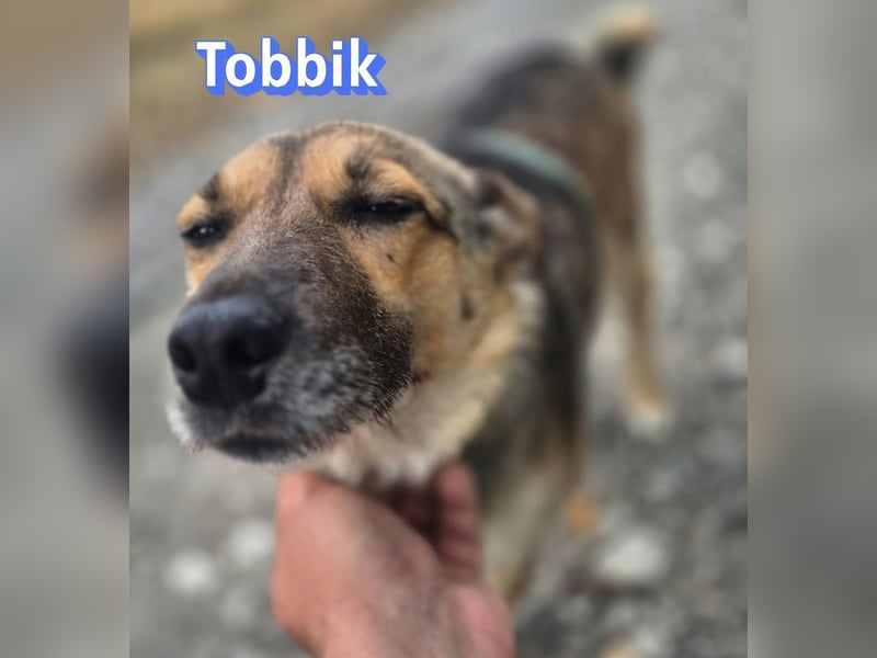 Tobbik, 05/21 - fröhliche Schmusebacke sucht Zuhause in 91413 Unternesselbach