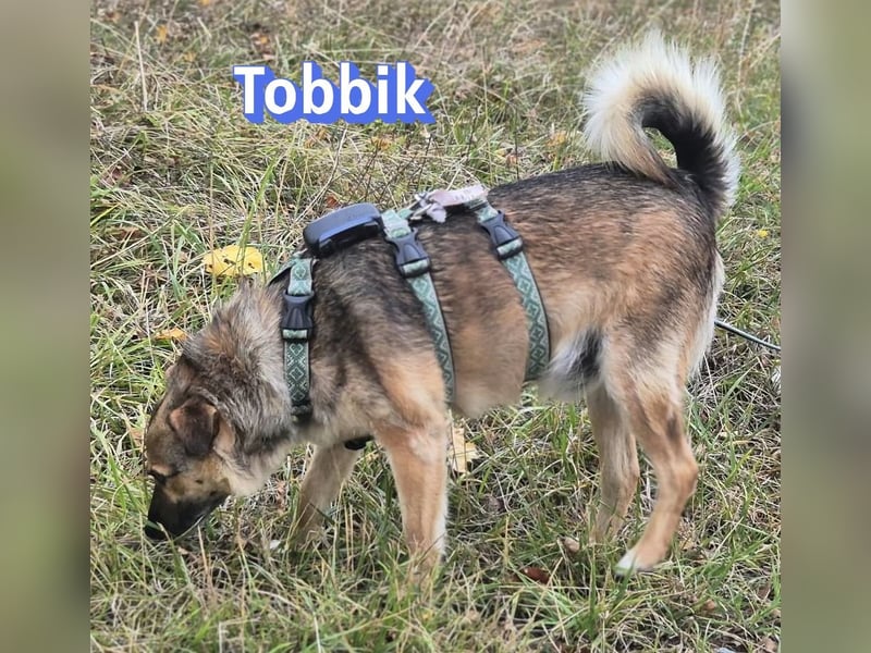 Tobbik, 05/21 - fröhliche Schmusebacke sucht Zuhause in 91413 Unternesselbach