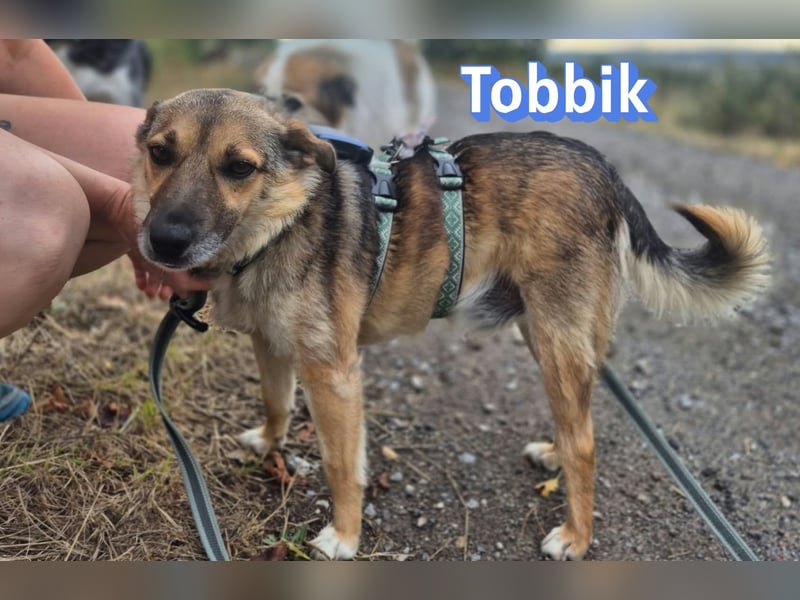 Tobbik, 05/21 - fröhliche Schmusebacke sucht Zuhause in 91413 Unternesselbach