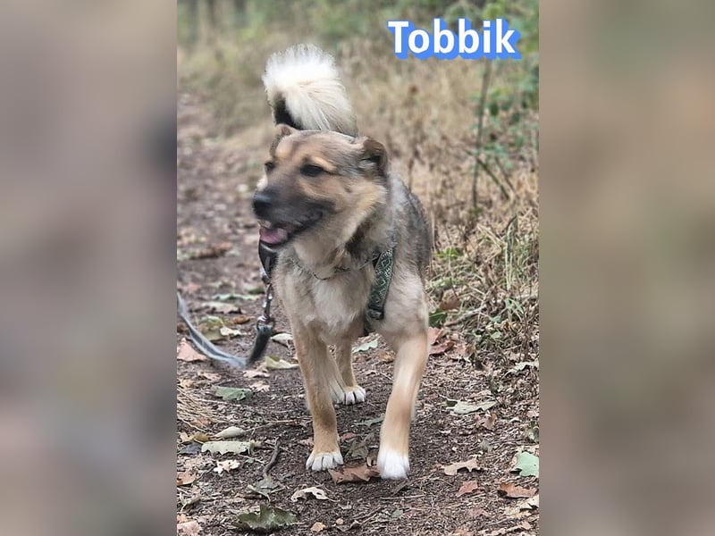Tobbik, 05/21 - fröhliche Schmusebacke sucht Zuhause in 91413 Unternesselbach