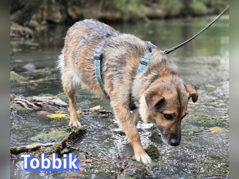Tobbik, 05/21 - fröhliche Schmusebacke sucht Zuhause in 91413 Unternesselbach