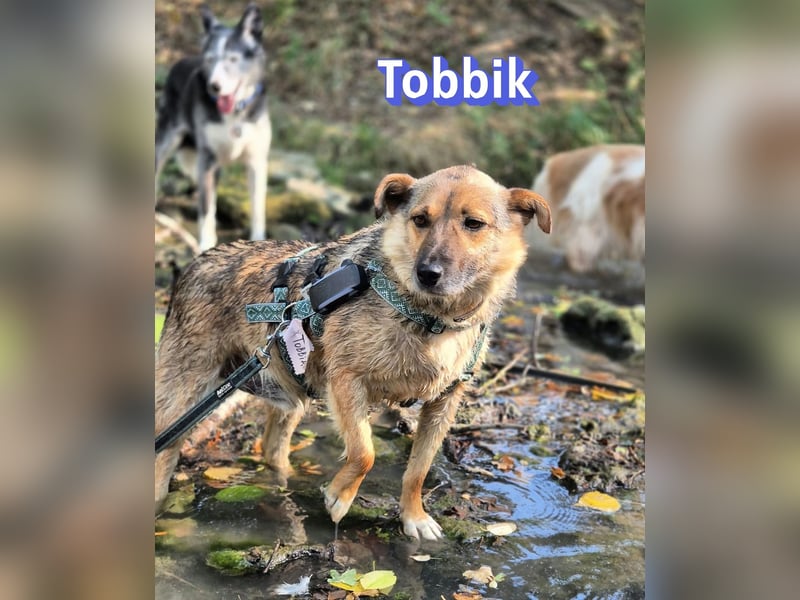 Tobbik, 05/21 - fröhliche Schmusebacke sucht Zuhause in 91413 Unternesselbach