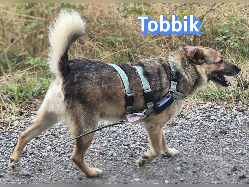 Tobbik, 05/21 - fröhliche Schmusebacke sucht Zuhause in 91413 Unternesselbach