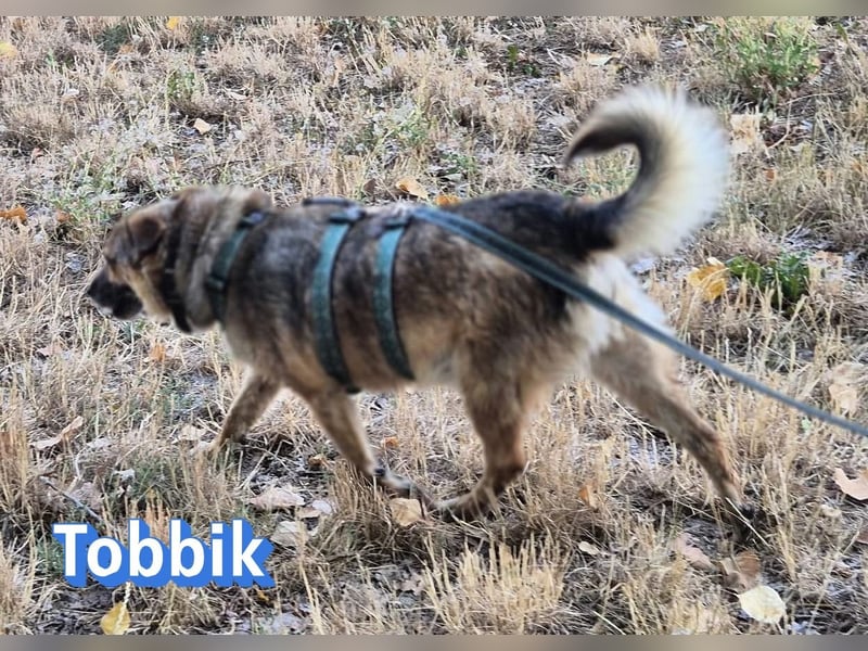 Tobbik, 05/21 - fröhliche Schmusebacke sucht Zuhause in 91413 Unternesselbach