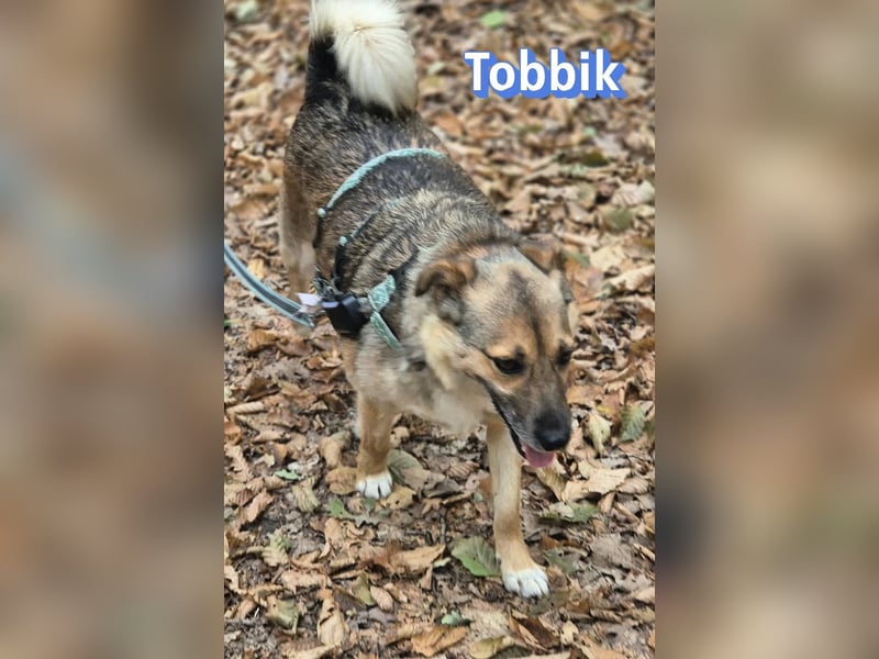 Tobbik, 05/21 - fröhliche Schmusebacke sucht Zuhause in 91413 Unternesselbach