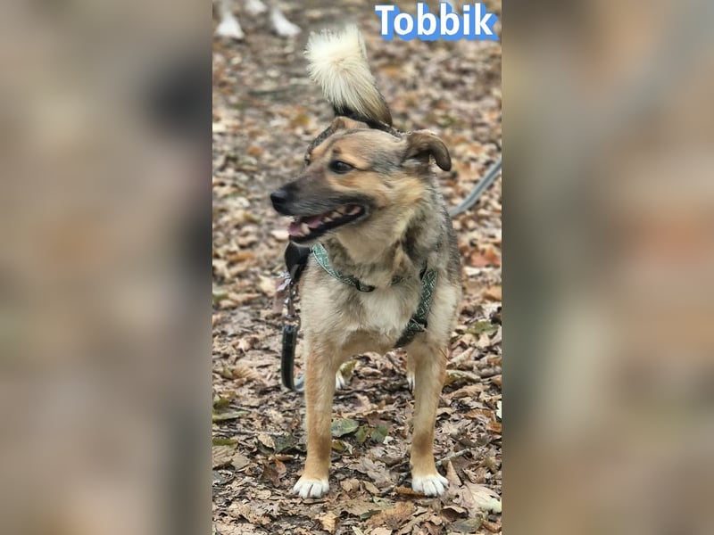 Tobbik, 05/21 - fröhliche Schmusebacke sucht Zuhause in 91413 Unternesselbach