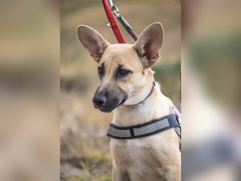 Xena – freundliche Junghündin sucht ein liebevolles Zuhause