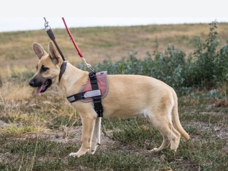 Xena – freundliche Junghündin sucht ein liebevolles Zuhause