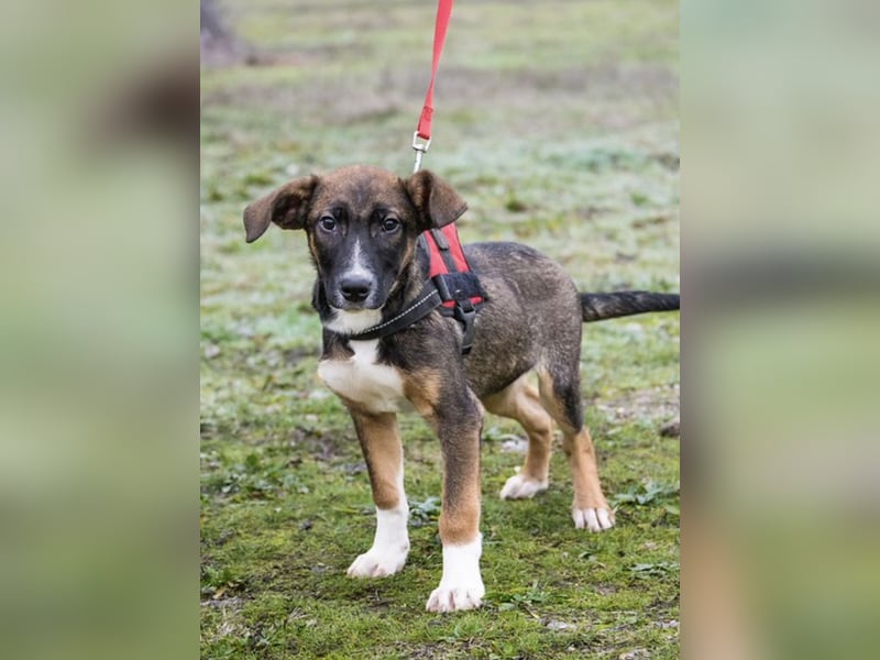 Cipö -SI, junger Wirbelwind sucht Ticket ins Glück