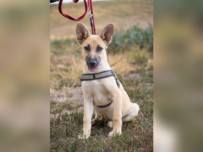 Xena – freundliche Junghündin sucht ein liebevolles Zuhause