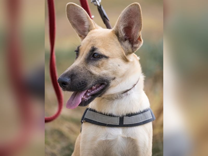 Xena – freundliche Junghündin sucht ein liebevolles Zuhause