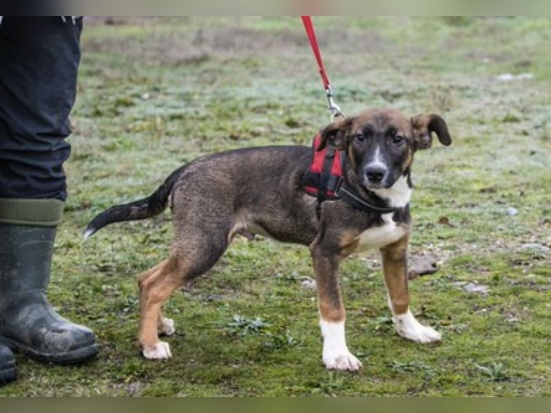 Cipö -SI, junger Wirbelwind sucht Ticket ins Glück