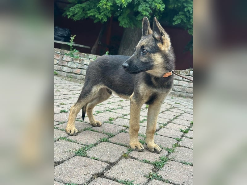 Argo, geboren 02.02.2026, 40cm sucht aktive Menschen