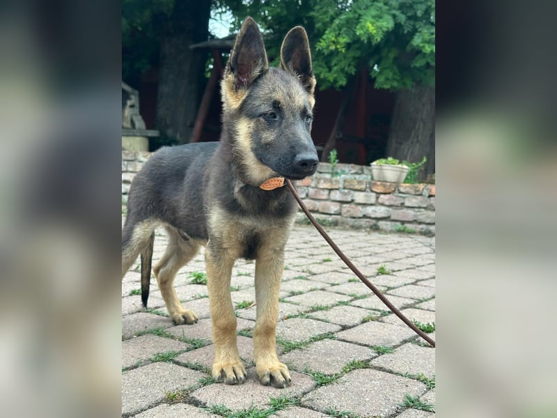 Argo, geboren 02.02.2026, 40cm sucht aktive Menschen