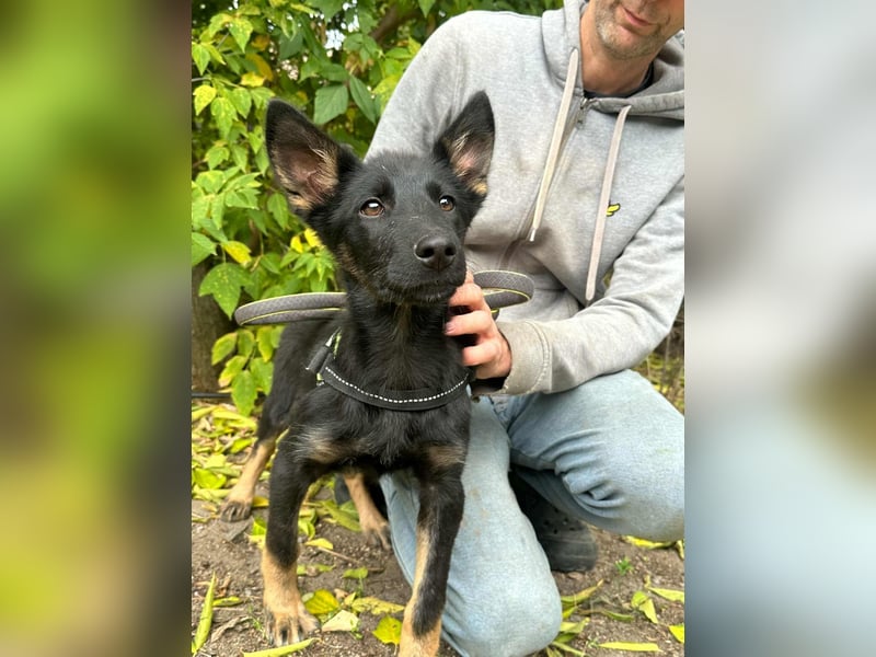 Tessa, geboren 15.06.2025, 42cm sucht ihr neues Leben