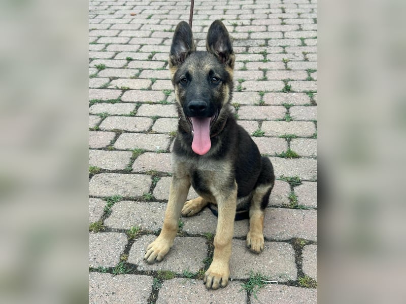 Argo, geboren 02.02.2026, 40cm sucht aktive Menschen