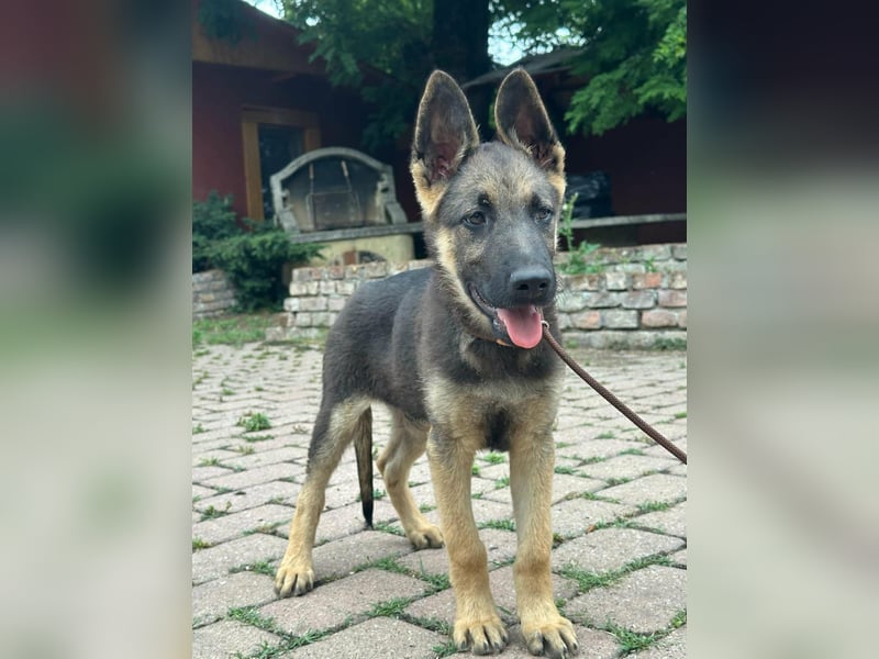 Argo, geboren 02.02.2026, 40cm sucht aktive Menschen