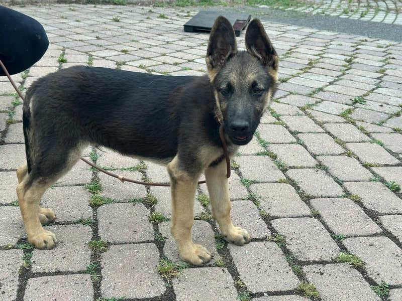 Argo, geboren 02.02.2026, 40cm sucht aktive Menschen