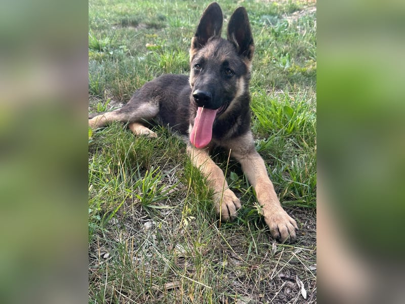Argo, geboren 02.02.2026, 40cm sucht aktive Menschen