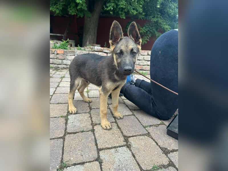 Argo, geboren 02.02.2026, 40cm sucht aktive Menschen