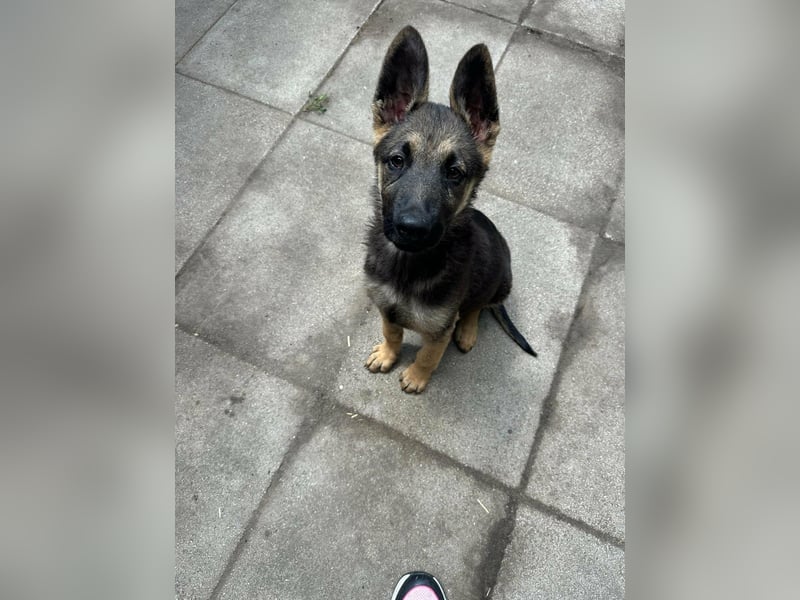 Argo, geboren 02.02.2026, 40cm sucht aktive Menschen
