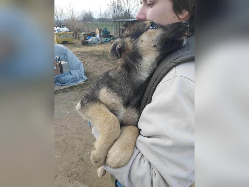 Norton, geboren 09.2025, 40cm sucht seine Menschen
