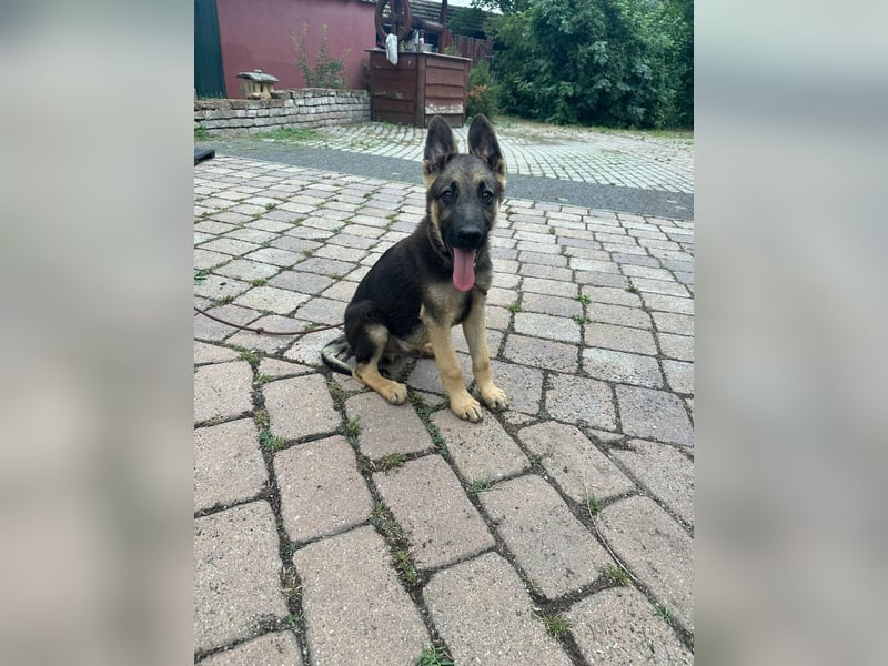 Argo, geboren 02.02.2026, 40cm sucht aktive Menschen