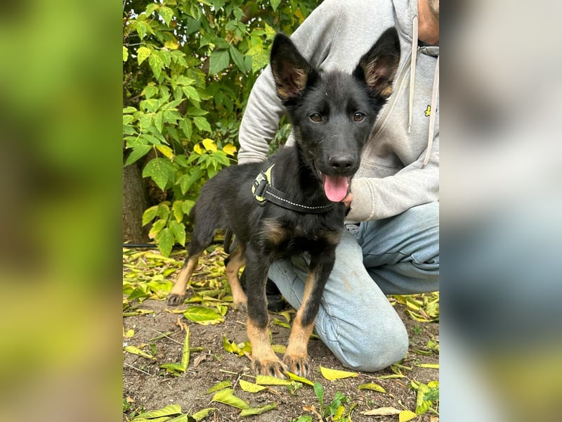 Tessa, geboren 15.06.2025, 42cm sucht ihr neues Leben