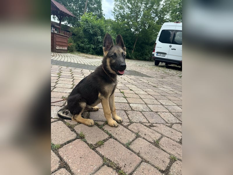Argo, geboren 02.02.2026, 40cm sucht aktive Menschen