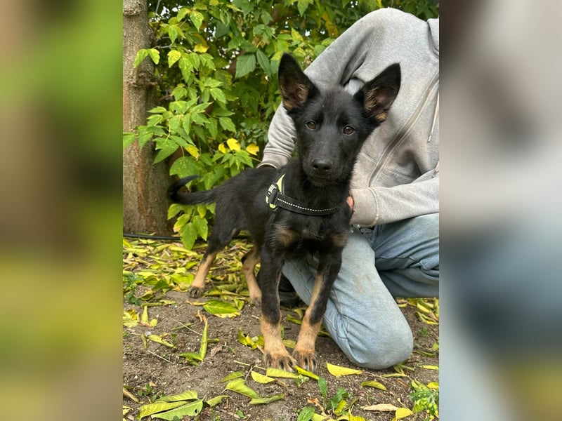 Tessa, geboren 15.06.2025, 42cm sucht ihr neues Leben