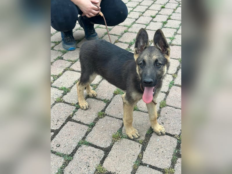 Argo, geboren 02.02.2026, 40cm sucht aktive Menschen
