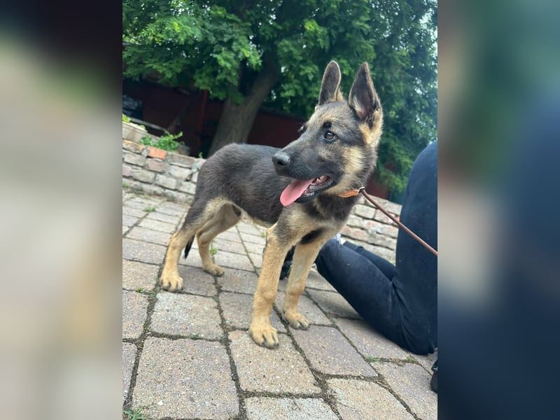 Argo, geboren 02.02.2026, 40cm sucht aktive Menschen