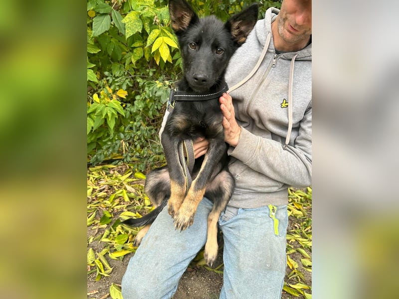 Tessa, geboren 15.06.2025, 42cm sucht ihr neues Leben