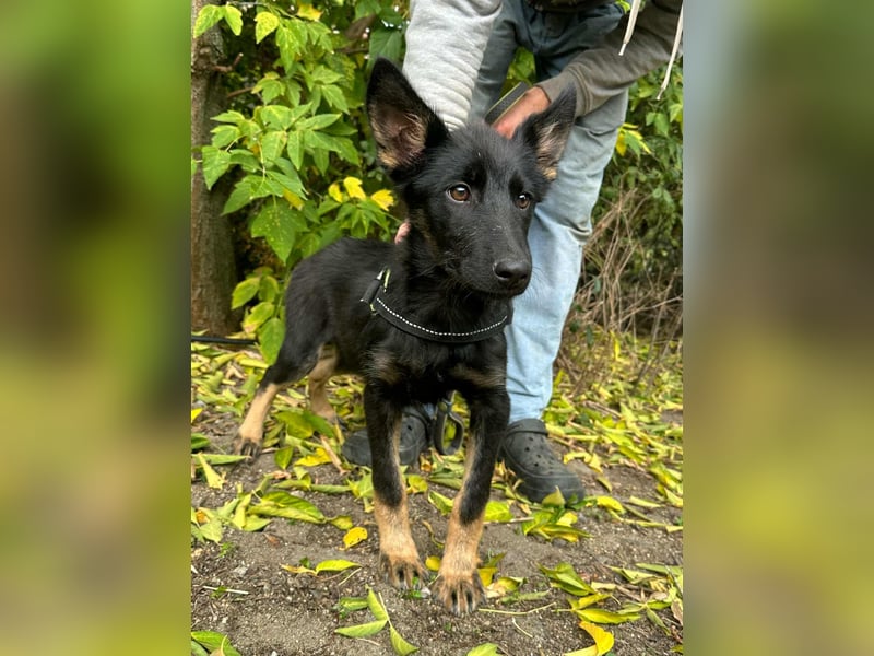 Tessa, geboren 15.06.2025, 42cm sucht ihr neues Leben