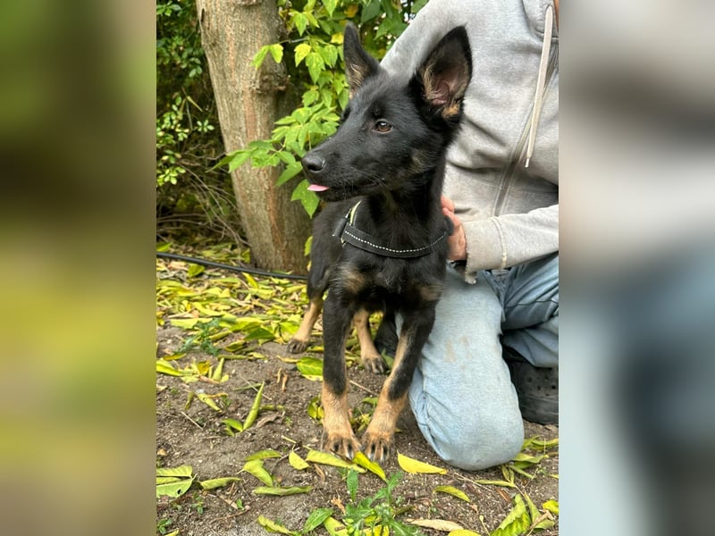 Tessa, geboren 15.06.2025, 42cm sucht ihr neues Leben
