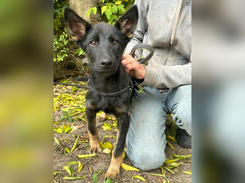 Tessa, geboren 15.06.2025, 42cm sucht ihr neues Leben