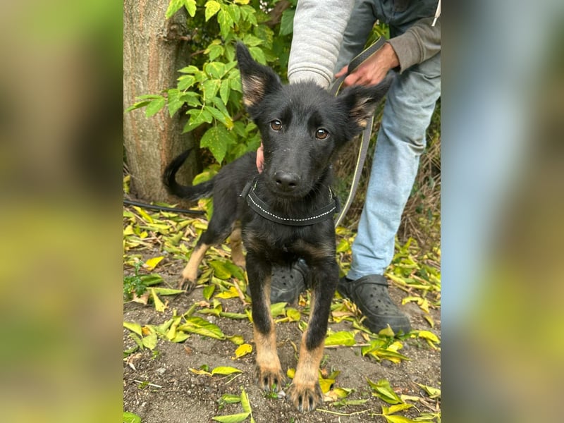 Tessa, geboren 15.06.2025, 42cm sucht ihr neues Leben