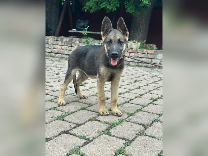 Argo, geboren 02.02.2026, 40cm sucht aktive Menschen